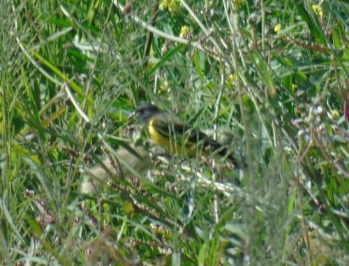Yellow-rumped Siskin (Spinus uropygialis), photo 7