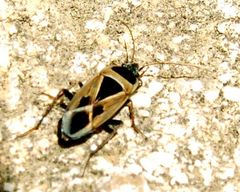 Xanthochilus minusculus