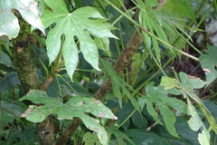 Fatsia