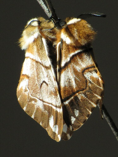 Endromis versicolora
