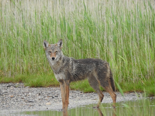 Coyote photographed in Virginia