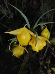 Calochortus pulchellus