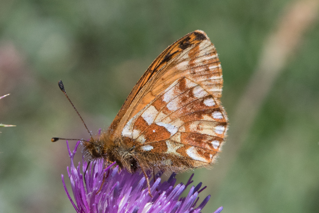 Shepherd's Fritillary