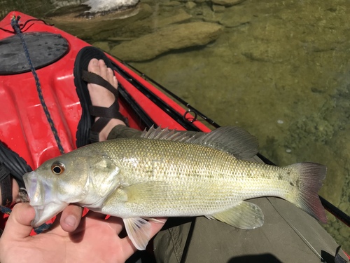 Micropterus treculii