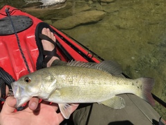 Micropterus treculii