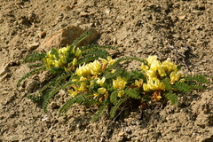 Astragalus utriger