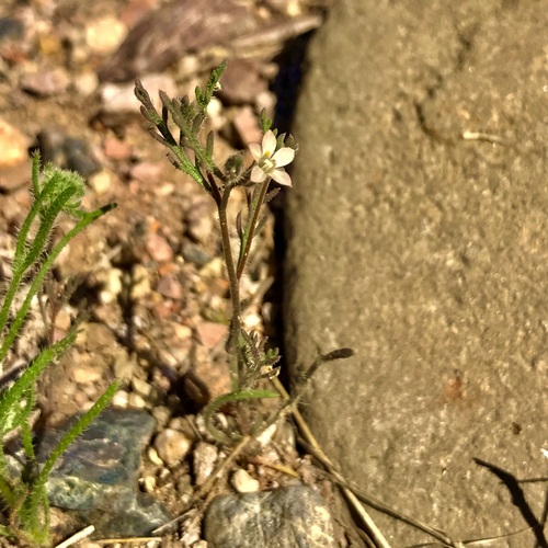 Dayia sonorae (Dayia sonorae)