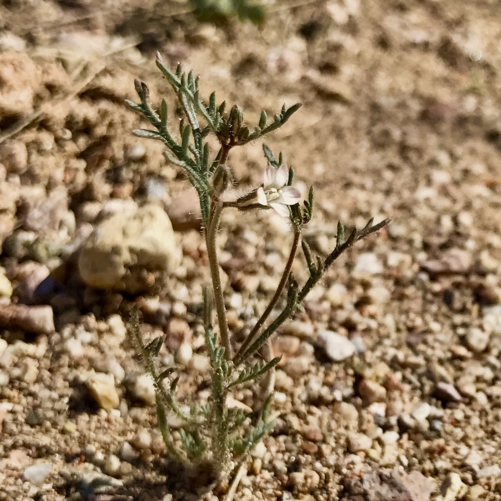Dayia sonorae