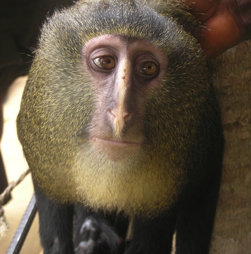 Lesula (Cercopithecus lomamiensis) — Vulnerable Mammalia
