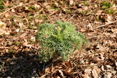 Seseli gummiferum