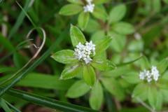 Galium echinocarpum