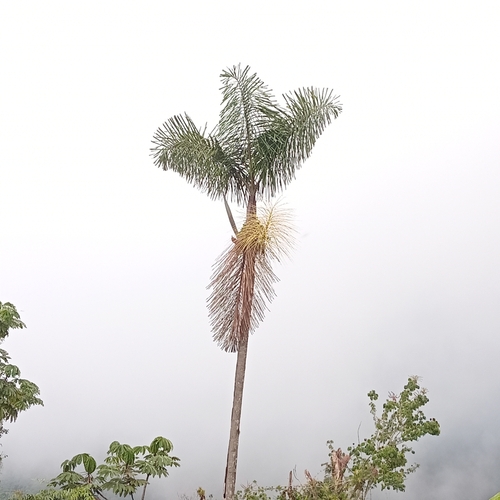 Image of Andean Royal Palm (Dictyocaryum lamarckianum) by (c) Alfredo Gutierrez Dipaz, some rights reserved (CC BY)