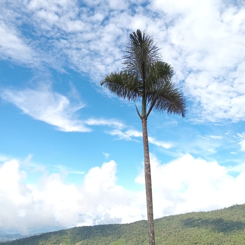 Image of Andean Royal Palm (Dictyocaryum lamarckianum) by (c) Alfredo Gutierrez Dipaz, some rights reserved (CC BY)