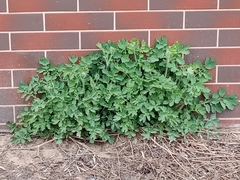 Chelidonium majus
