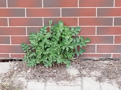 Chelidonium majus