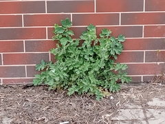 Chelidonium majus