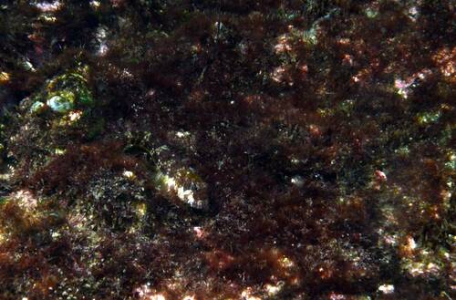 Twinspot Rockskipper — seen at this dive site