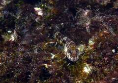 Reef Margin Blenny photo 4