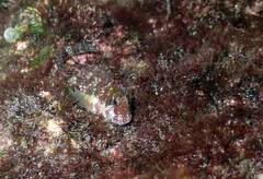 Reef Margin Blenny photo 3