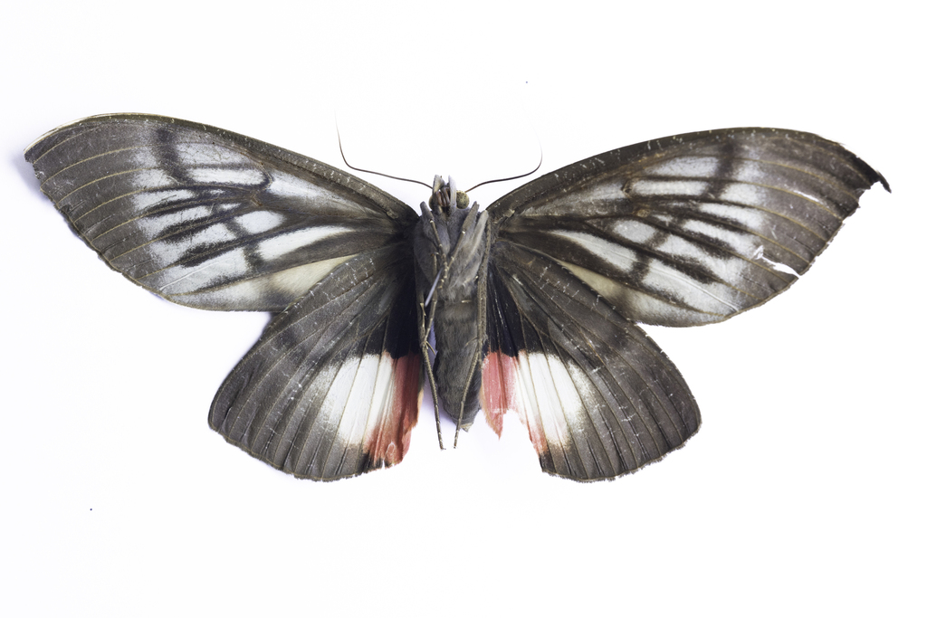 Phyllodes verhuelli (Phyllodes verhuelli)