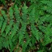Athyrium asplenioides subtripinnatum - Photo (c) Michael J. Papay, some rights reserved (CC BY), uploaded by Michael J. Papay