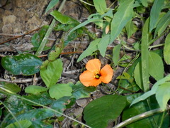 Papaver heterophyllum