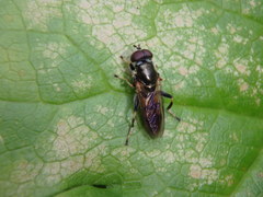 Chalcosyrphus