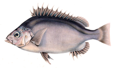 Pelagic Armorhead photo 1