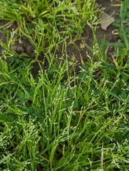 Weak bluegrass (Poa infirma)