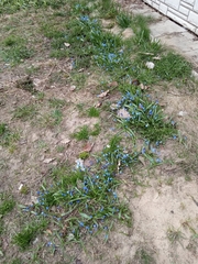 Scilla siberica