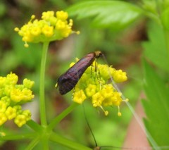 Adela caeruleella