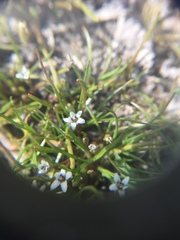 Limosella acaulis