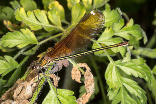 Copper Demoiselle