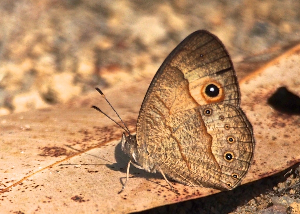 Heteropsis fraterna