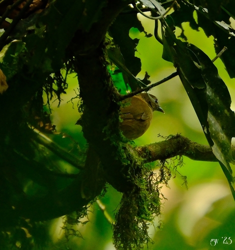 Brown Illadopsis (Illadopsis fulvescens), photo 4