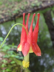 Aquilegia canadensis australis