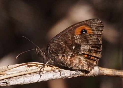 Strabena tamatavae