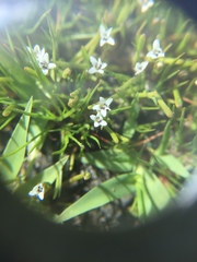 Limosella acaulis