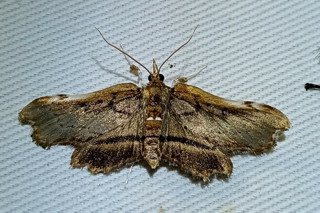 Parthenodes ankasokalis