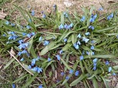 Scilla siberica