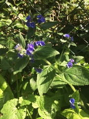 Pentaglottis sempervirens