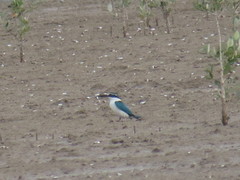 Todiramphus chloris kalbaensis