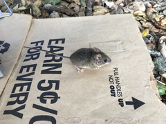 Peromyscus gambelii
