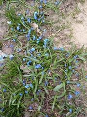 Scilla siberica