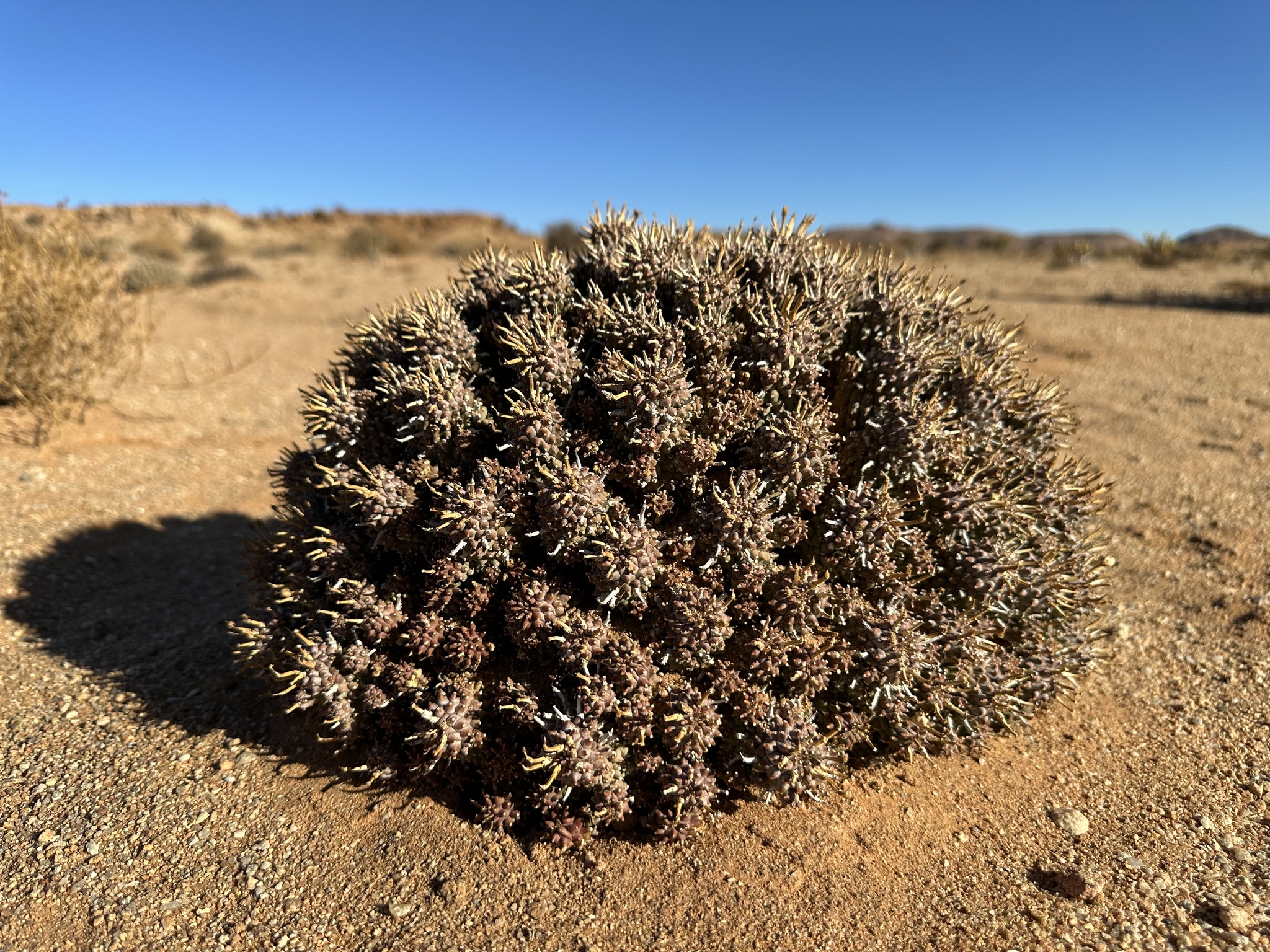 Euphorbia braunsii