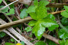 Geranium wilfordii