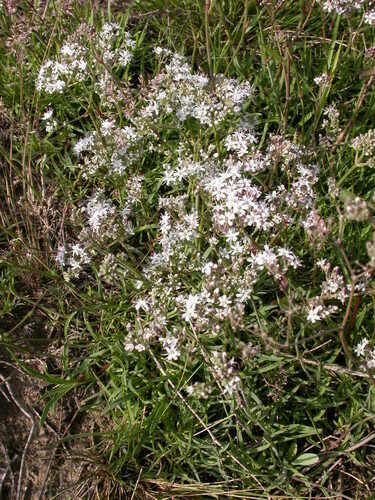 Gypsophila fastigiata (Gypsophila fastigiata)