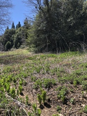 Veratrum californicum