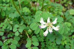 Astragalus nokoensis