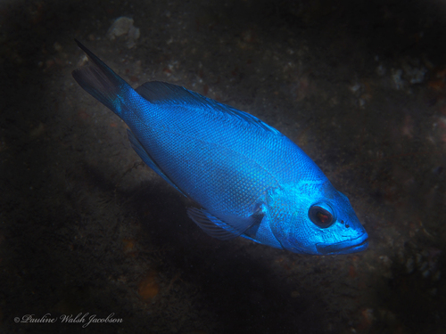Blue Hamlet